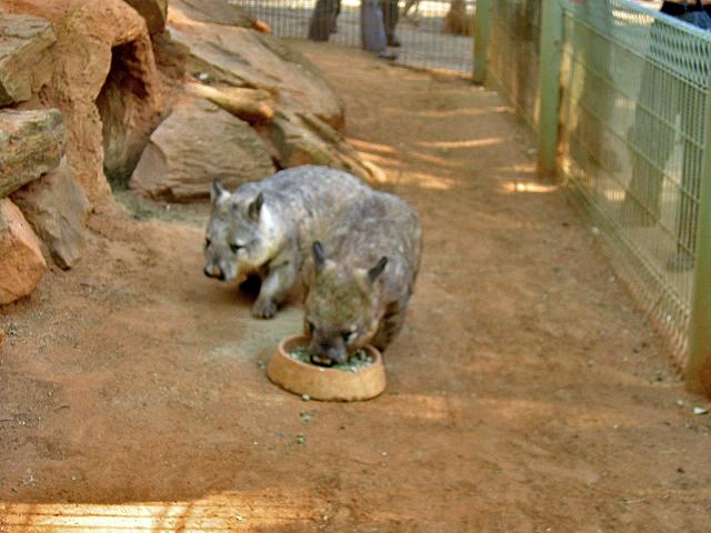 A 146 Blacktown - Wombat.jpg